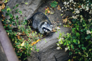 common wildlife pests in delaware valley